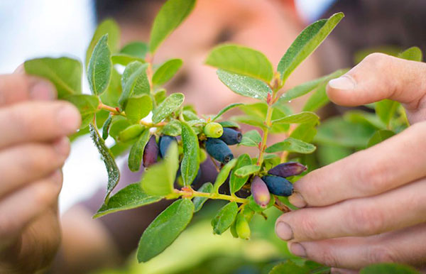 Ферментация листьев жимолости для чая